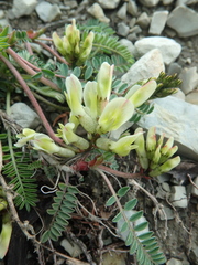 Astragalus utriger