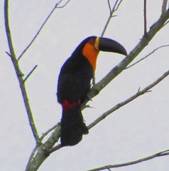 Ramphastos vitellinus
