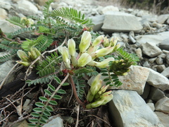 Astragalus utriger