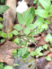 Valeriana flaccidissima