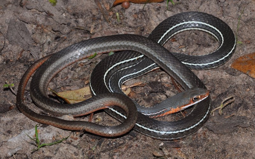 Schott's Whipsnake