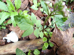 Valeriana flaccidissima