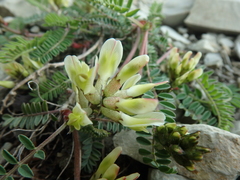 Astragalus utriger