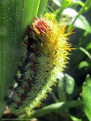 Pseudautomeris grammivora