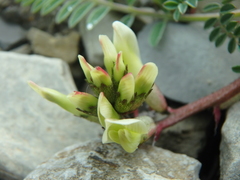 Astragalus utriger