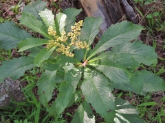 Cyphostemma princeae