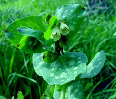 Cerinthe palaestina
