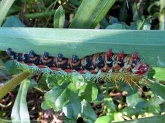 Pseudautomeris grammivora