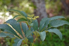 Cyphostemma princeae