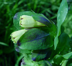 Cerinthe palaestina