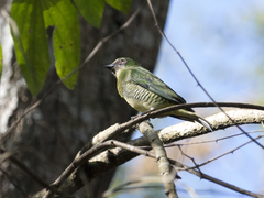 Tersina viridis