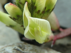 Astragalus utriger