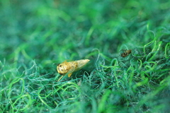 Tremulicerus tremulae