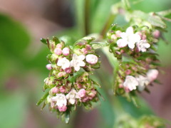 Valeriana flaccidissima