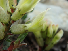Astragalus utriger