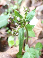 Valeriana flaccidissima