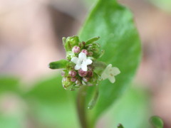 Valeriana flaccidissima