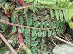 Astragalus utriger