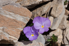 Viola cenisia