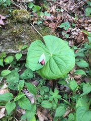Trillium sulcatum