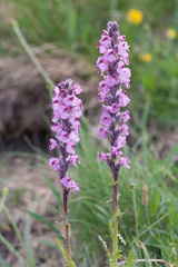 Pedicularis rostratospicata