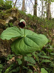 Trillium sulcatum
