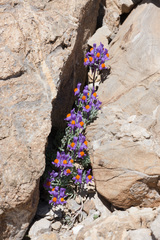 Linaria alpina alpina