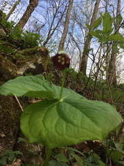 Trillium sulcatum