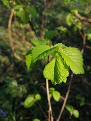 Corylus avellana