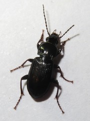 Pterostichus anthracinus