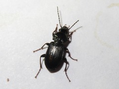 Pterostichus anthracinus