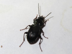 Pterostichus anthracinus