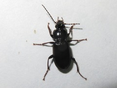 Pterostichus anthracinus