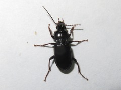 Pterostichus anthracinus