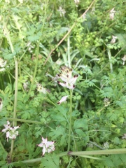 Fumaria capreolata