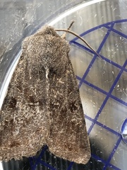 Orthosia incerta