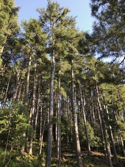 Pinus nigra laricio