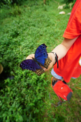 Protogoniomorpha temora temora