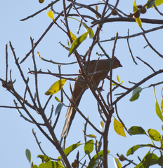 Urocolius indicus indicus