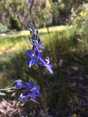 Thelymitra × truncata