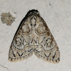 Meganola polyodonta