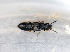 Anotylus inustus