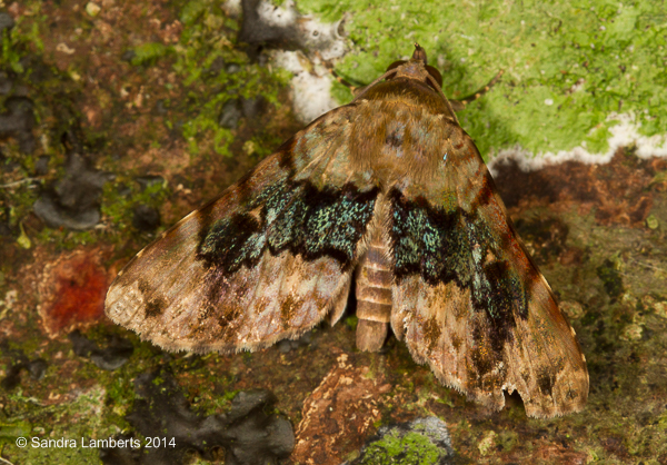 Coenipeta anepsia