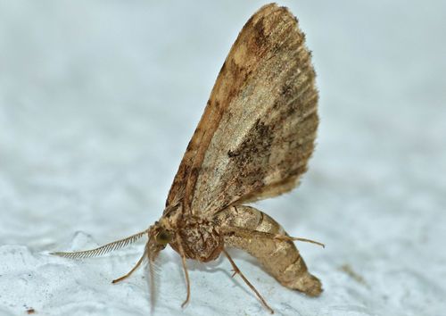 Dull brown looper photo 4