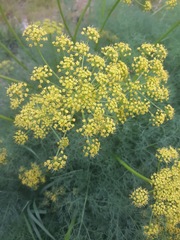 Lomatium klickitatense
