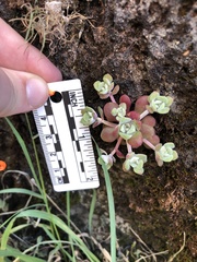 Sedum spathulifolium