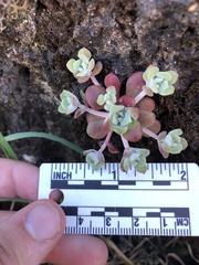 Sedum spathulifolium