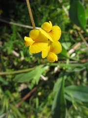 Scorpiurus muricatus