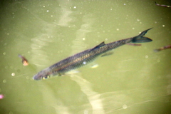 Squalius alburnoides