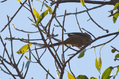 Urocolius indicus indicus